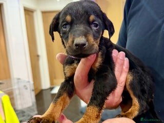 Mixed Breed dogs Doberman X puppies for sale - Advert 4