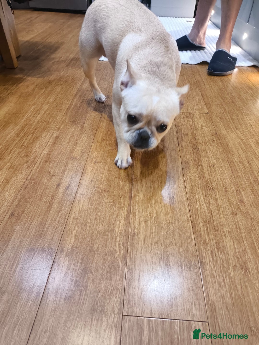 French Bulldog dogs for sale: French bulldog  - Advert 9