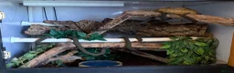 Boa Snake reptiles for sale: Amazon tree boa for sale in Wokingham - Advert 3