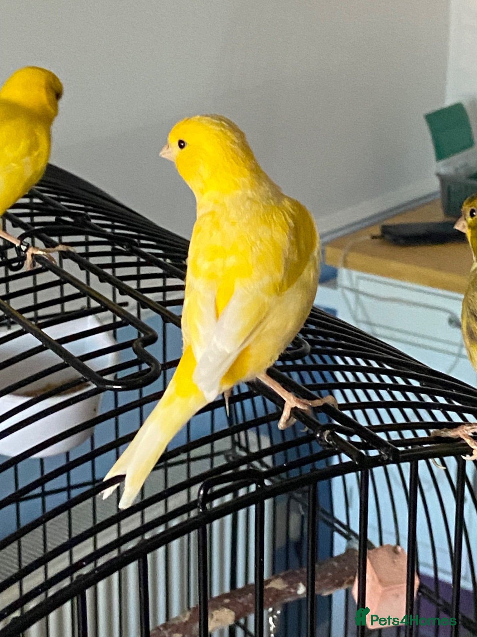 Canaries birds Five month old male canary - Advert 1