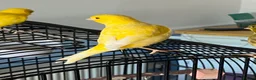 Canaries birds for sale: Five month old male canary in Woodbridge - Advert 1