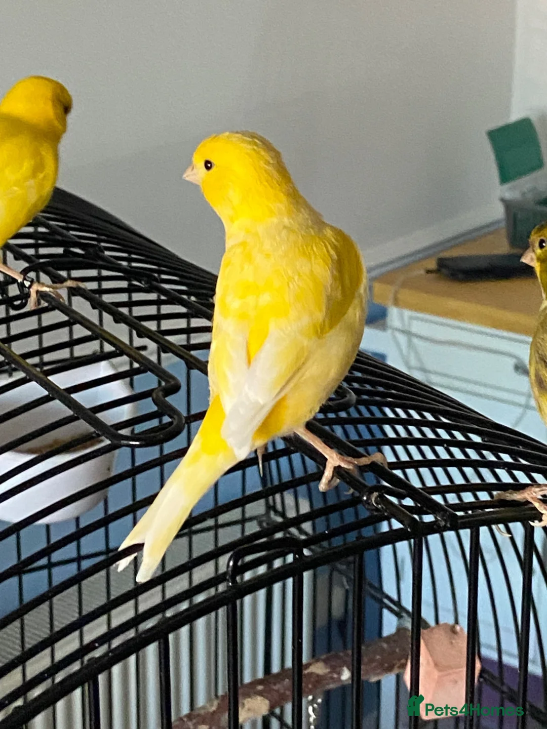 Canaries birds for sale: Five month old male canary in Woodbridge - Advert 1