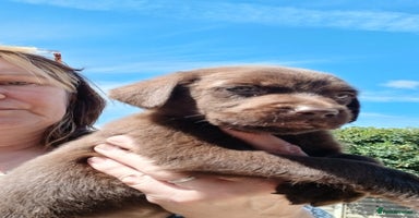 Labrador Retriever dogs - Advert 12