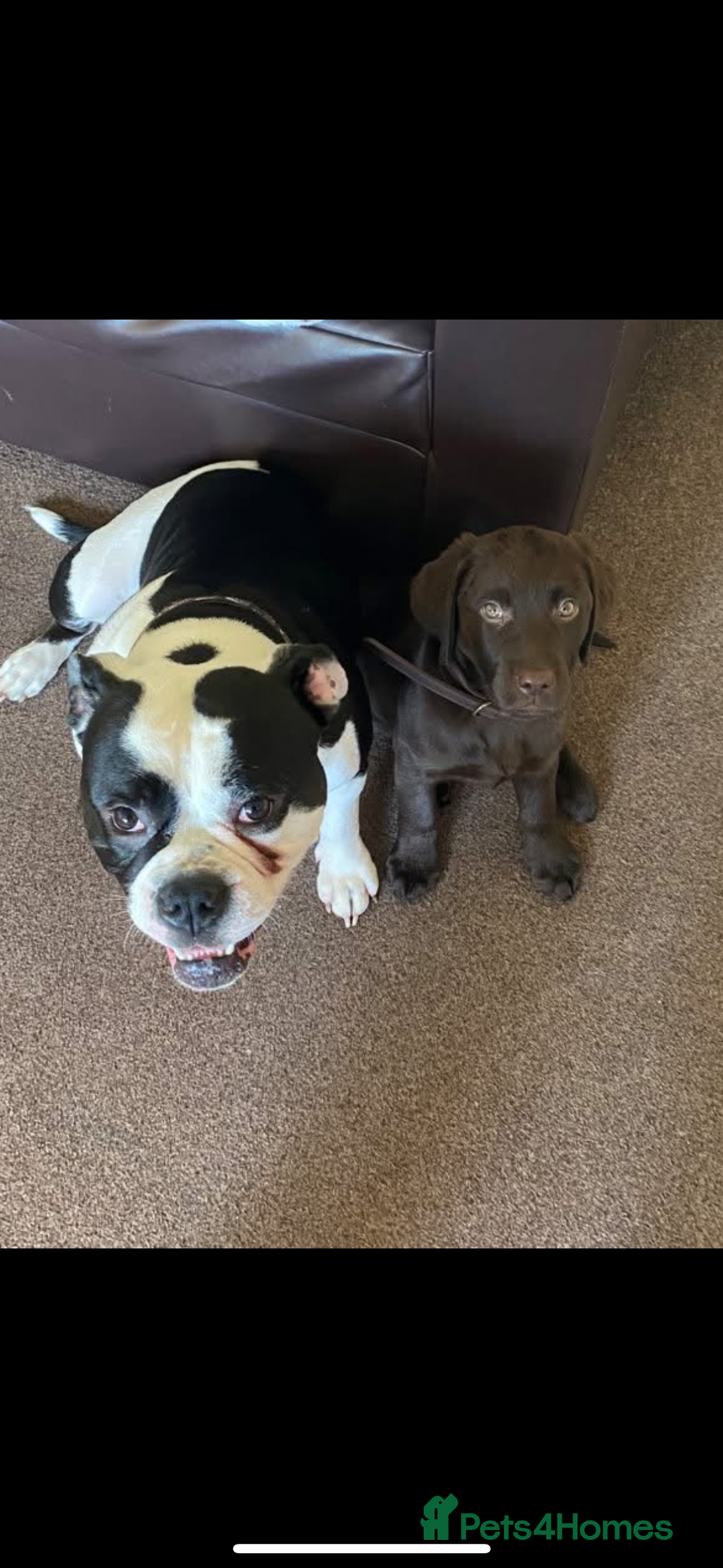 Olde English Bulldogge dogs for sale: 2 year old Olde English bulldog  - Advert 3
