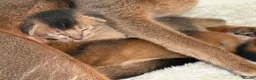 Abyssinian cats for sale:     Gorgeous kittens from champion parents 😽 - Advert 25