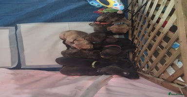 Mixed Breed dogs - Advert 2