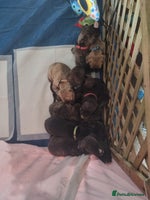 Mixed Breed dogs - Advert 2