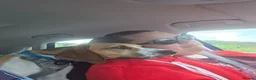 Mixed Breed dogs for sale: Amazing loyal beagle - Advert 14
