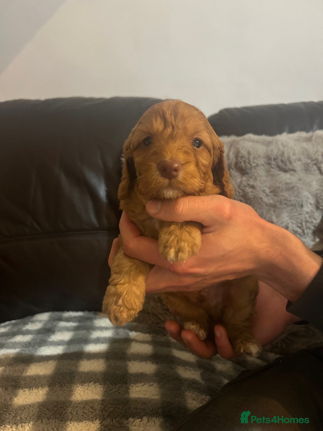 Cockapoo dogs for sale: ⭐️Stunning F1 cockapoo puppies⭐️ - Advert 4