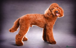 Labradoodle dogs for sale: Beautiful F3b Labradoodle Puppies - Image 22