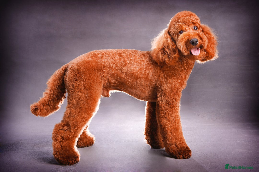 Labradoodle dogs for sale: Beautiful F3b Labradoodle Puppies - Image 22