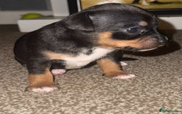 Mixed Breed dogs for sale: Beautiful Jack X Chihuha litter  - Image 5