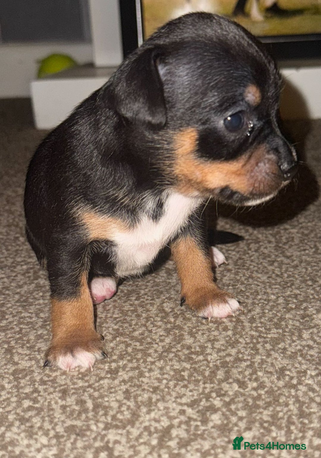 Mixed Breed dogs for sale: Beautiful Jack X Chihuha litter  - Image 5
