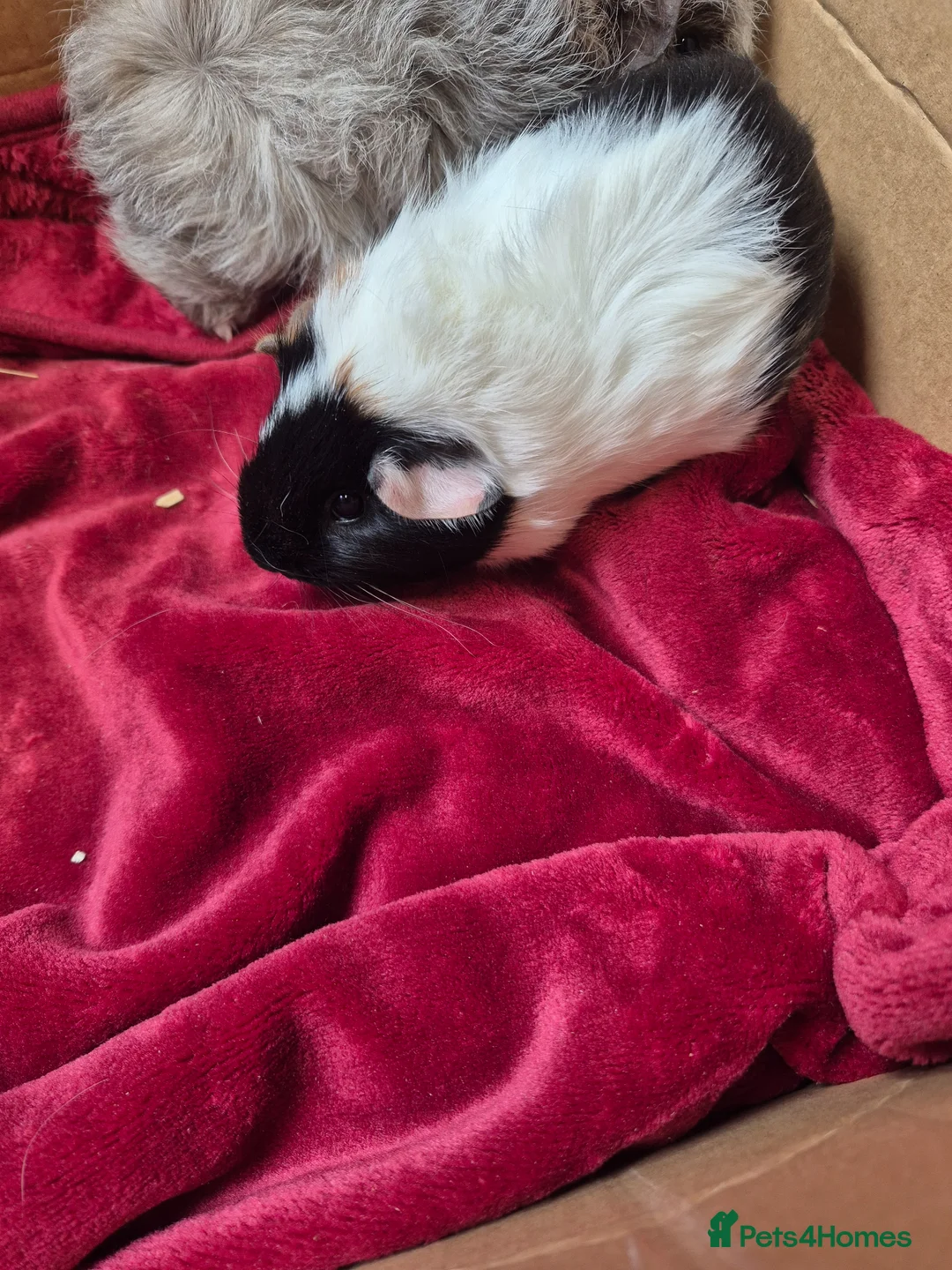Guinea Pig rodents for sale: Pair of Baby Male Guinea Pigs For Sale  - Advert 8
