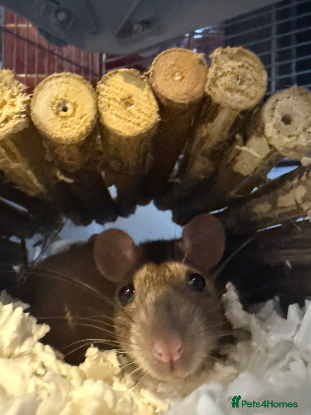 Rat rodents for sale: 2 male rats  - Advert 5