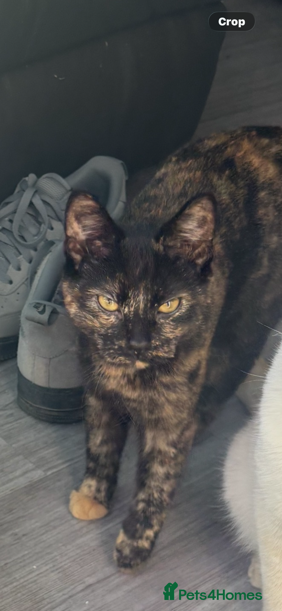 Domestic Shorthair cats Tassia Thomas - Advert 1