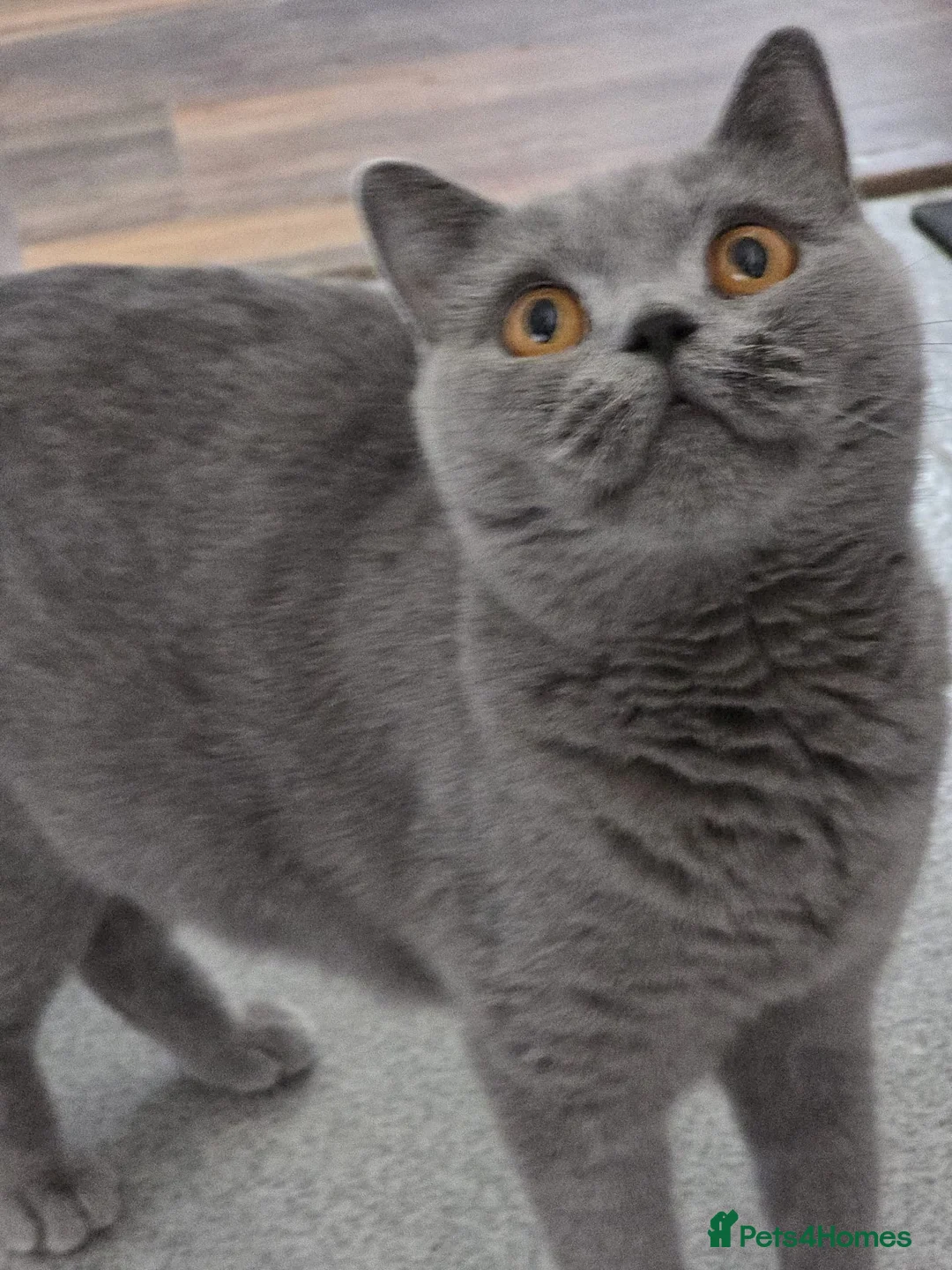 British Shorthair cats for sale: ACTIVE GCCF AND TICA REGISTERED FEMALE - Advert 2