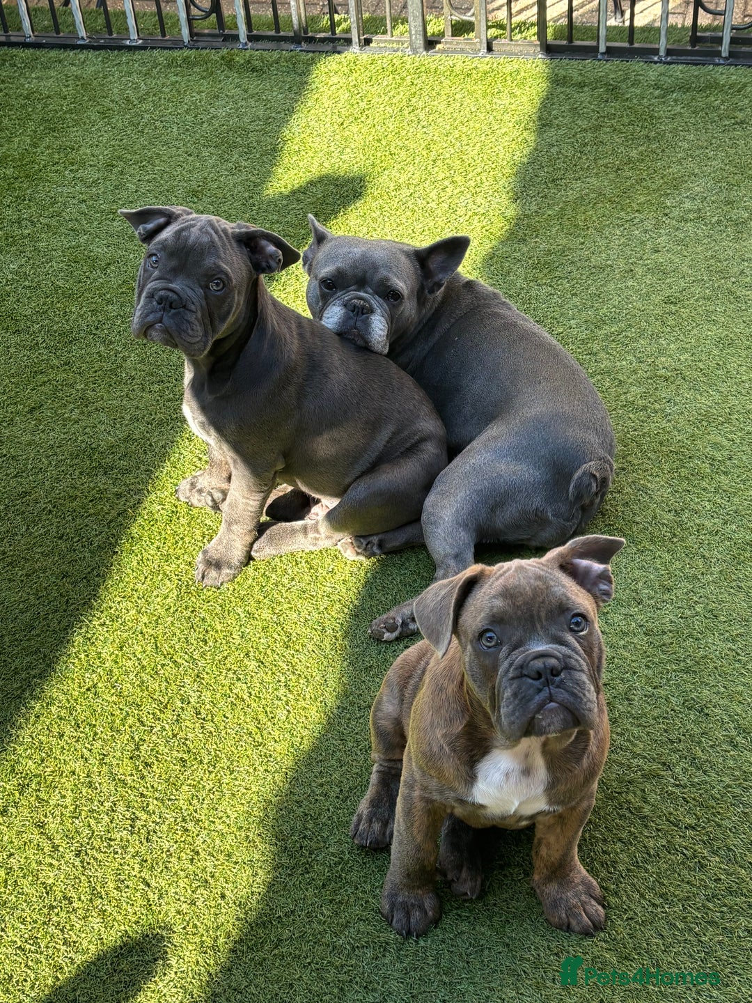 Mixed Breed dogs for sale: French/English bulldog - Image 4