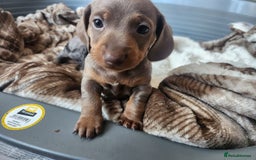 Miniature Dachshund dogs for sale: Stunning KC reg miniature dachshund - Image 17
