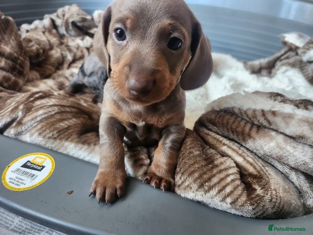Miniature Dachshund dogs for sale: Stunning KC reg miniature dachshund - Image 17