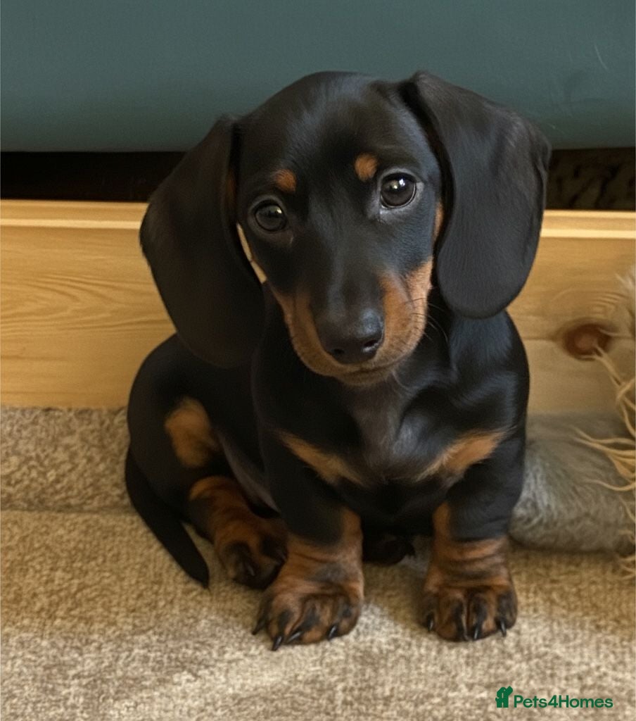 Miniature Dachshund dogs Show quality PRA CLEAR mini dachshunds  - Advert 2