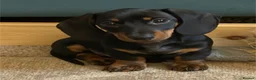 Miniature Dachshund dogs for sale: Show quality PRA CLEAR mini dachshunds  - Advert 3
