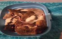 Rat rodents for sale: Baby rats looking for 5*homes only  - Advert 16