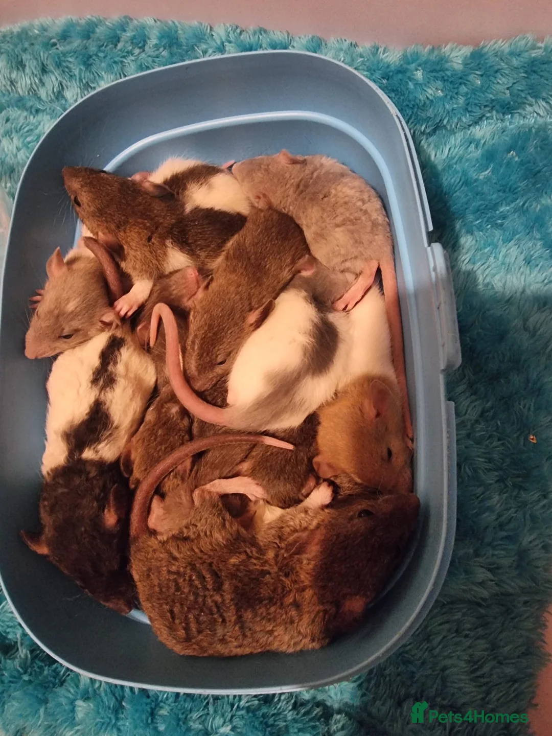 Rat rodents for sale: Baby rats looking for 5*homes only  - Advert 23