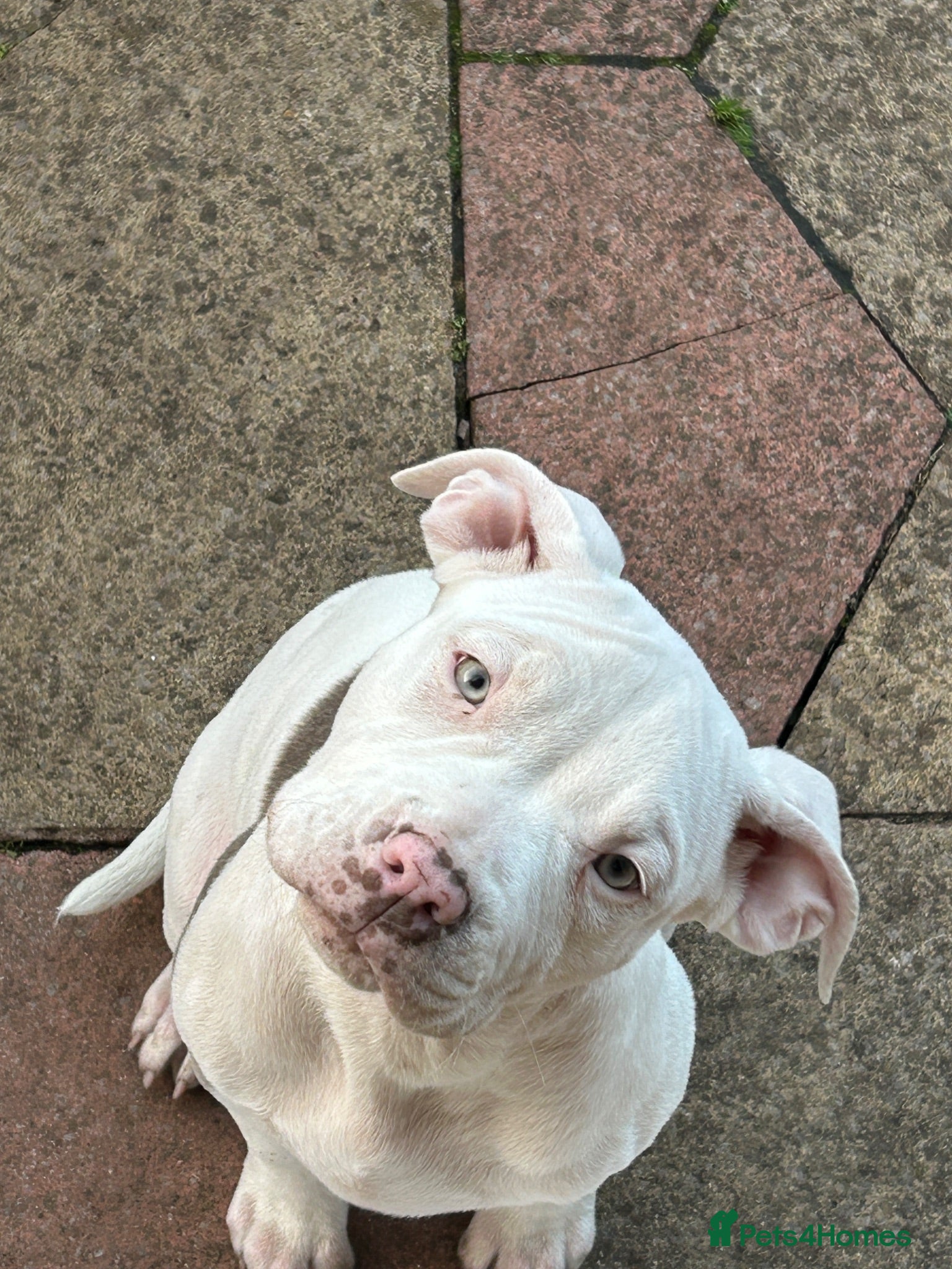 Mixed Breed dogs Bulldog puppies 3 month old  - Advert 3