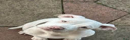 Mixed Breed dogs for sale: Last Bulldog puppy 4 month old  - Advert 2
