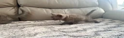 British Longhair cats for sale: British long hair kittens  - Advert 13