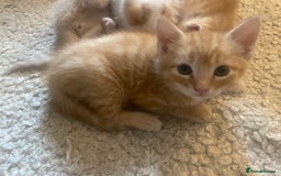 Mixed Breed cats for sale: Ready for Summer Holidays  in Shaftesbury - Image 4
