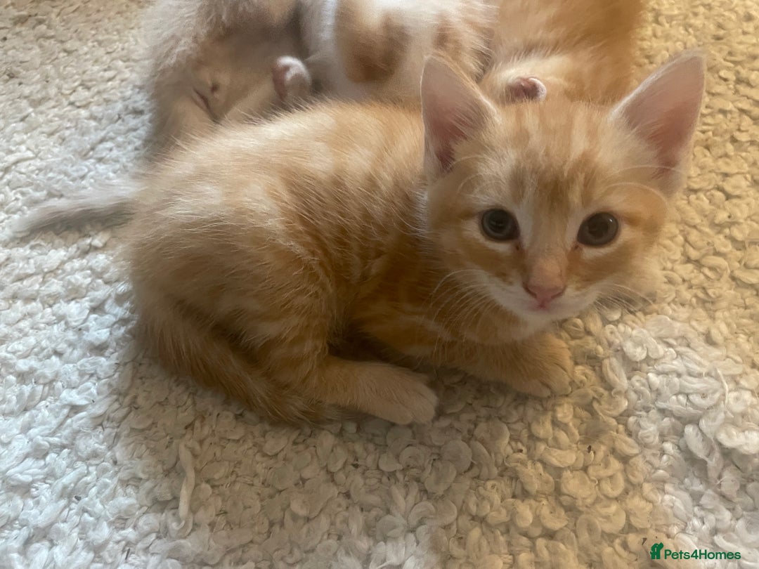 Mixed Breed cats for sale: Ready for Summer Holidays  in Shaftesbury - Image 4