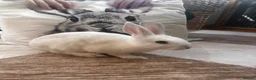 Lionhead rabbits for sale: Six lionhead babies for sale £50 each - Advert 4