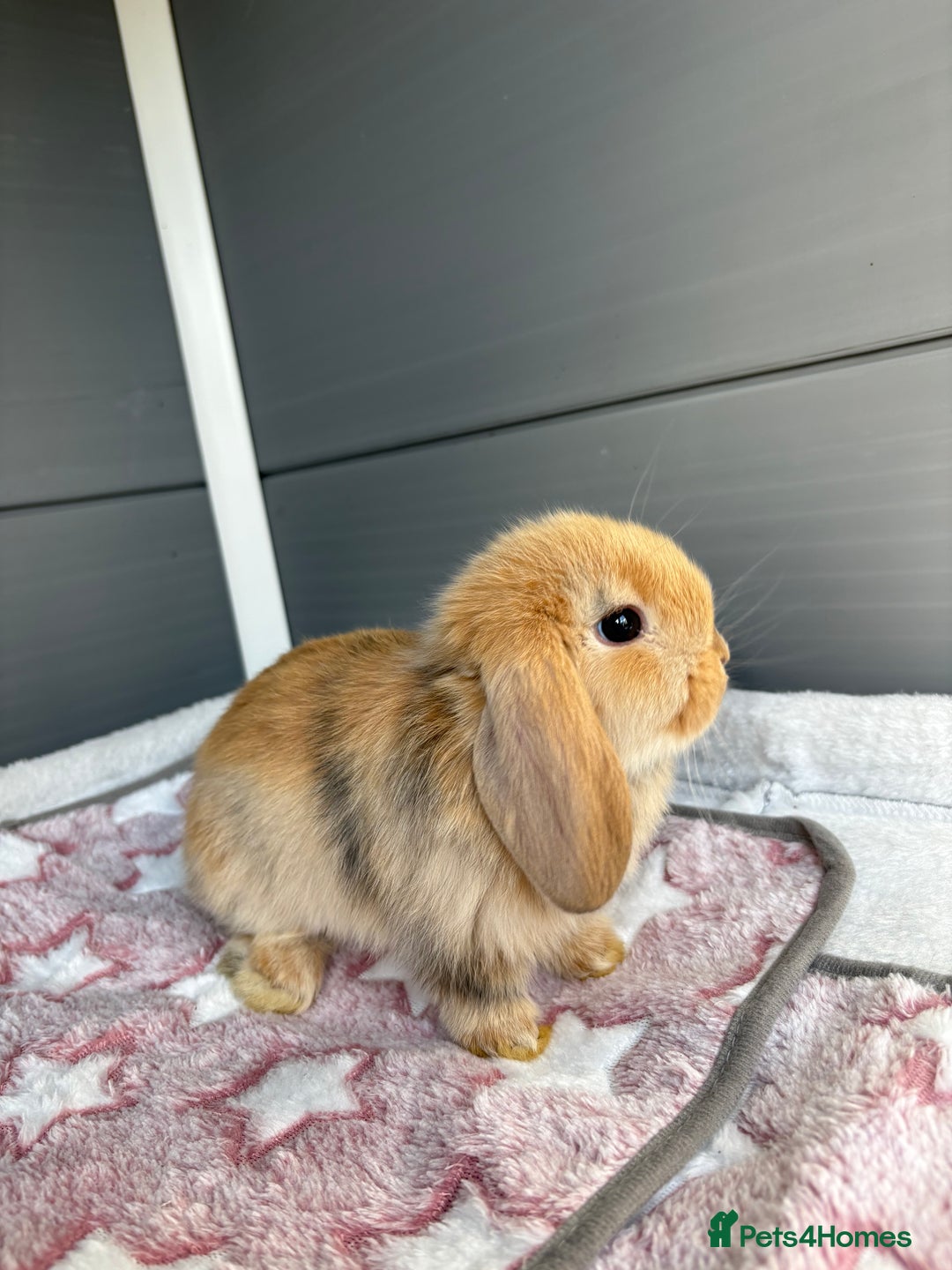 Mini Lop rabbits for sale: Friendly pure bred mini lops  - Image 2