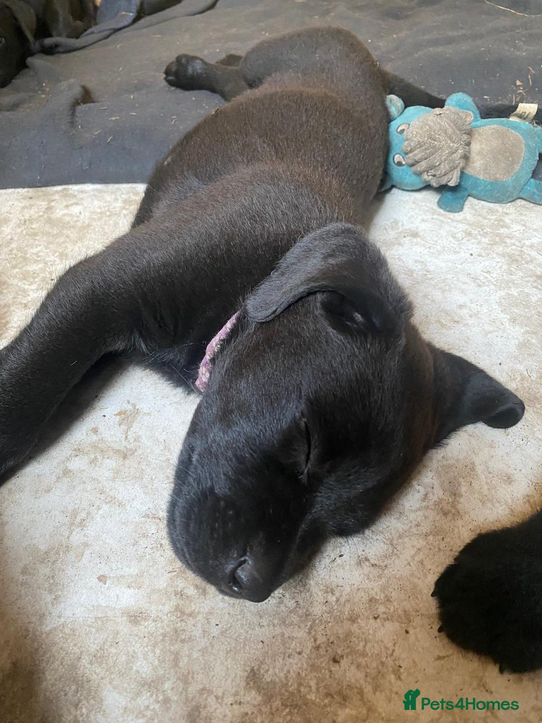 Mixed Breed dogs for sale: Rottweiler/cane corso puppies - Image 6