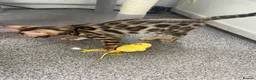 Bengal cats for sale: LAST THREE Ready now GCCF REGISTERED  - Advert 6