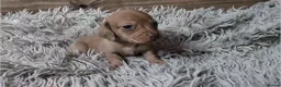 Miniature Dachshund dogs for sale: Mini Dachshund Puppies KC Ready start of March 🐾 - Advert 23