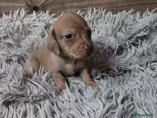 Miniature Dachshund dogs Pedigree Mini Dachshund Puppies - Advert 5