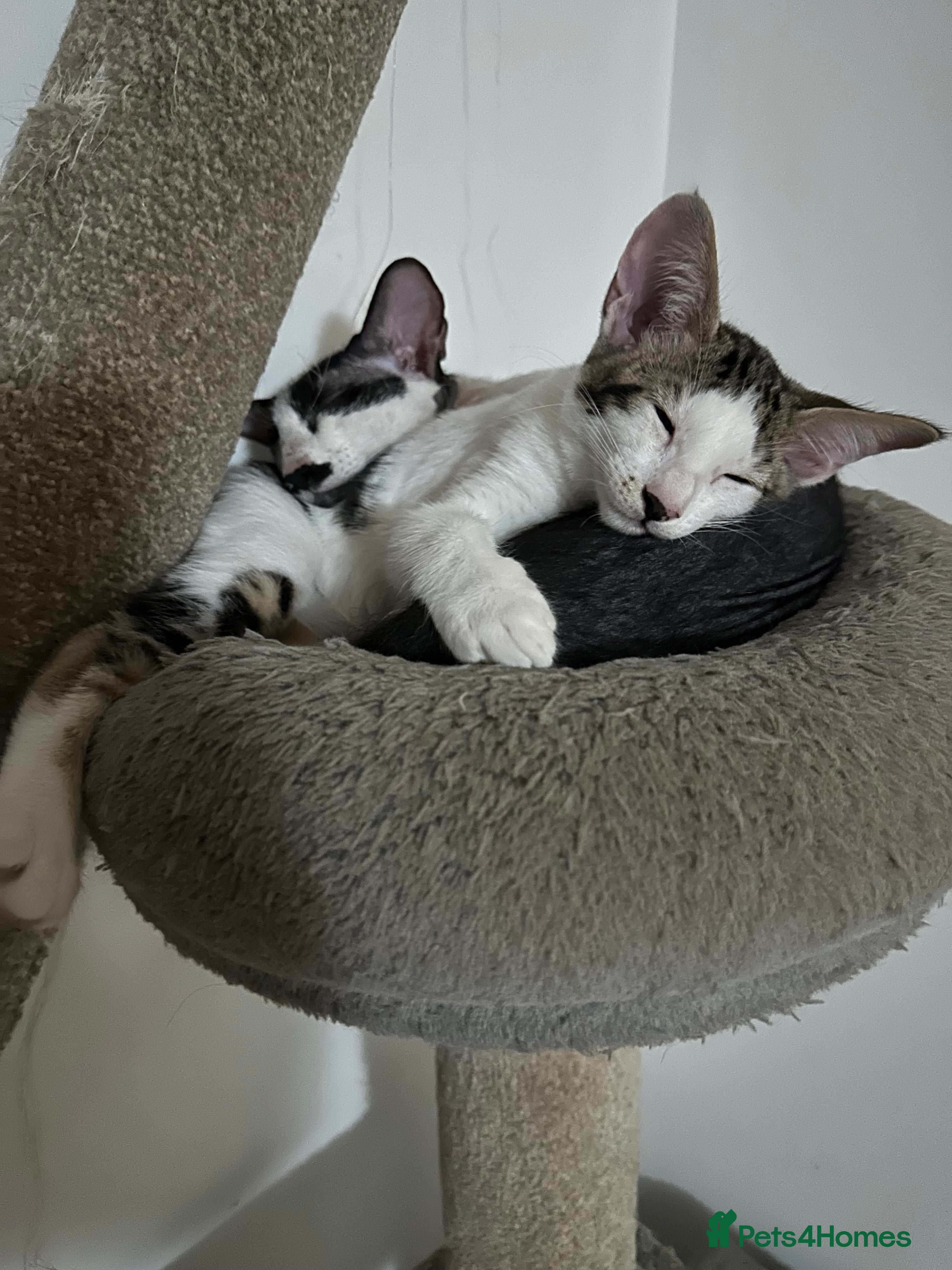 Mixed Breed cats Crossed Between Peterbald & White Bengal - Advert 4