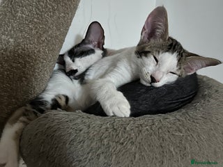 Mixed Breed cats Crossed Between Peterbald & White Bengal - Advert 4