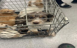 Cockapoo dogs for sale: 8 gorgeous cockapoo puppies - Advert 23