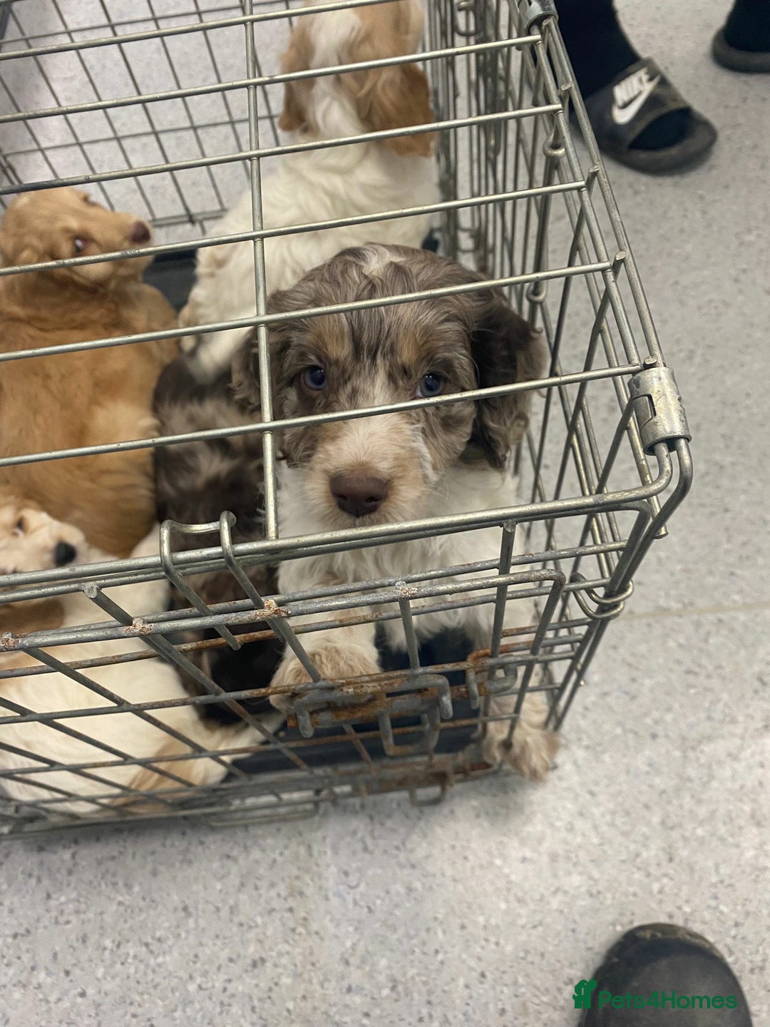 Cockapoo dogs for sale: 8 gorgeous cockapoo puppies - Advert 23