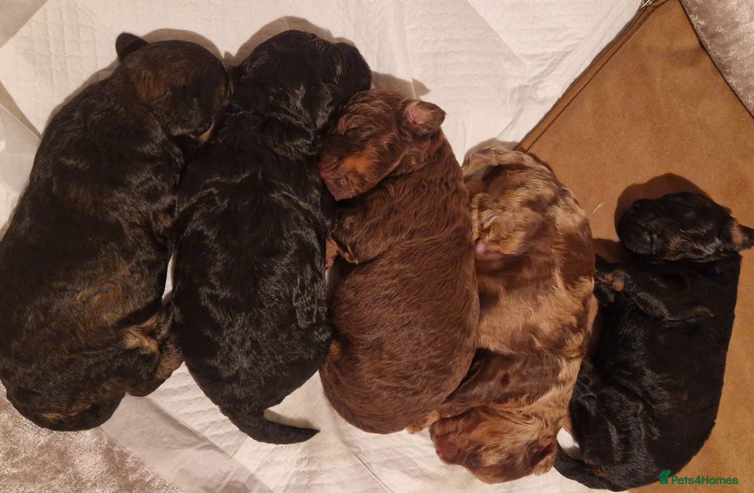 Toy Poodle dogs for stud: PRA Clear,Kc reg,proven toy poodle in Manchester - Image 13