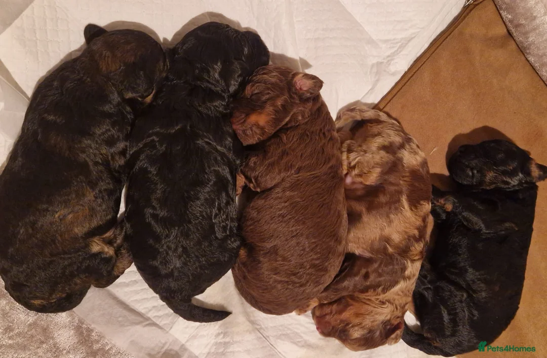 Toy Poodle dogs for stud: PRA Clear,Kc reg,proven toy poodle in Manchester - Advert 13