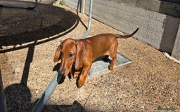 Dachshund dogs for sale: READY OUTSTANDING 2-QUALITY STANDARD RED GIRLS  in Goole - Image 6