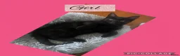 Mixed Breed cats for sale: Tuxedo and black  - Advert 4