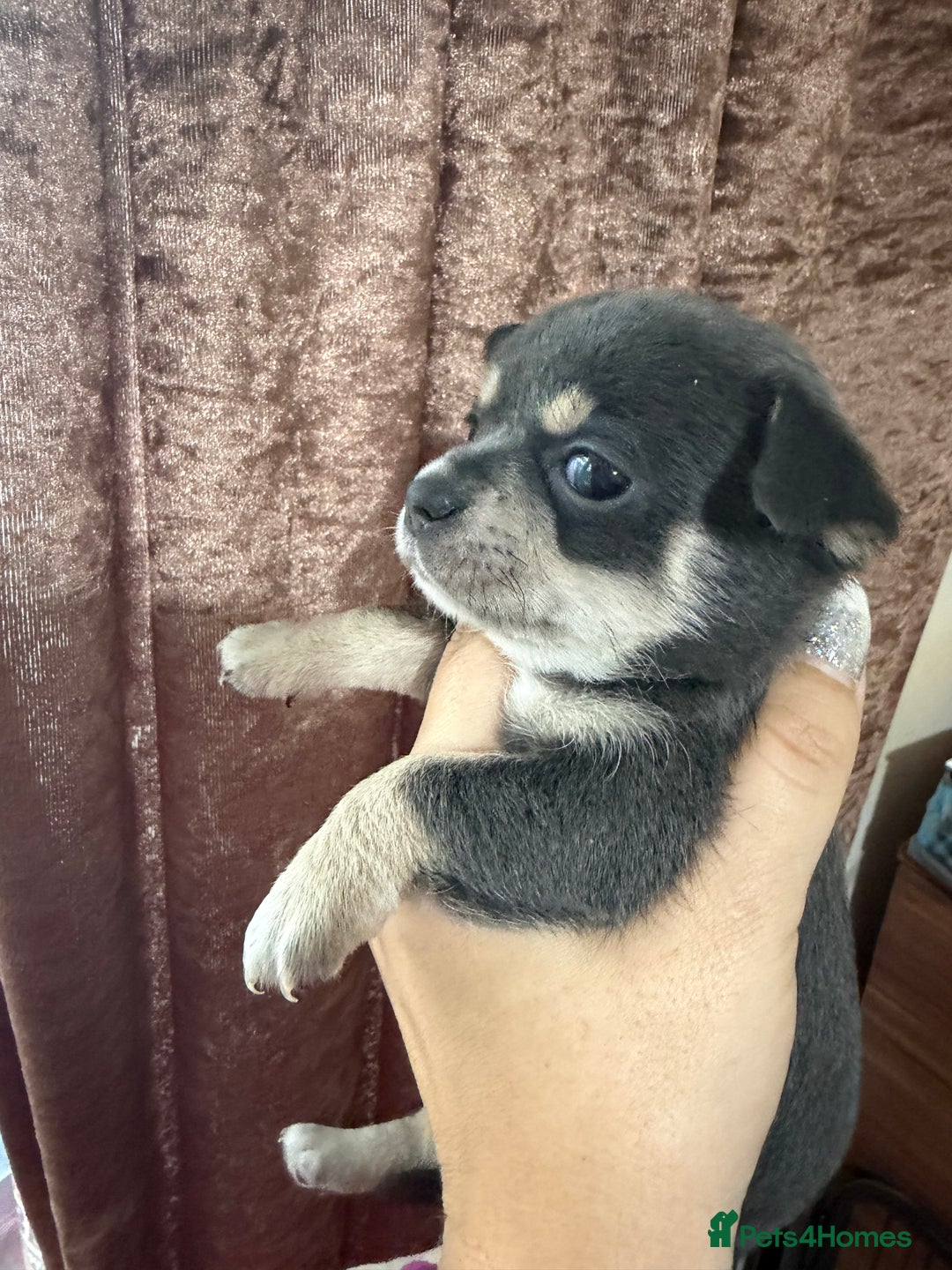 Chihuahua dogs for sale: Chihuahua pups - Advert 23