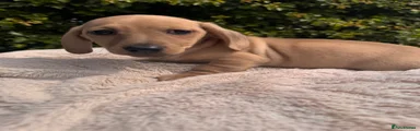 Jackshund 1