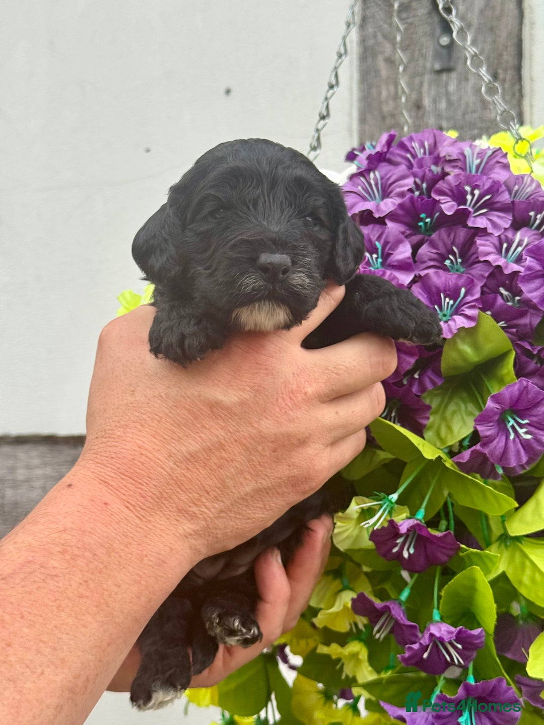Cockapoo dogs for sale: 7 F1 exquisite dna tested clear Cockerpoos - Image 4